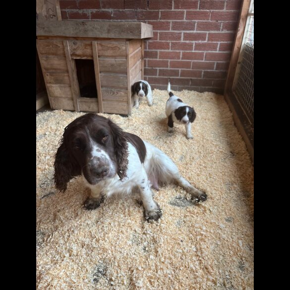 Sprocker Spaniel - Both