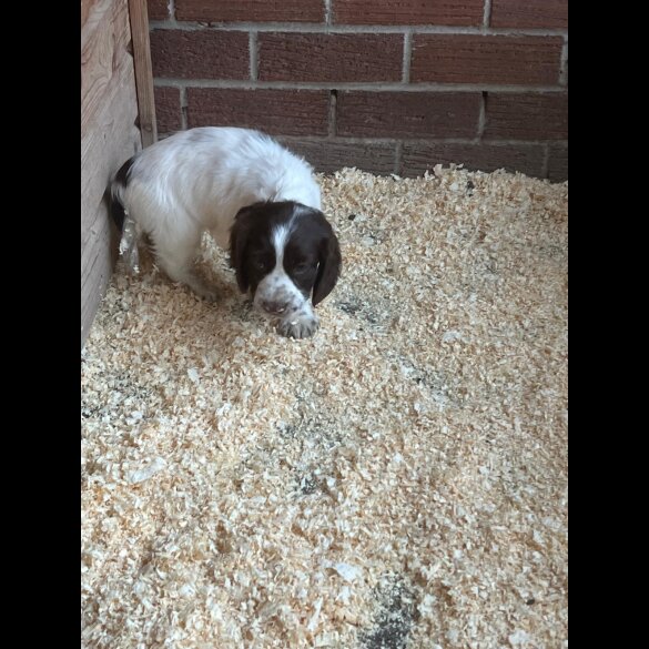 Sprocker Spaniel - Both