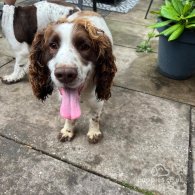 Sprocker Spaniel - Both