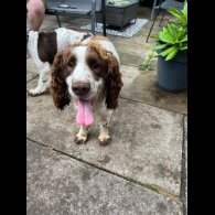 Sprocker Spaniel - Both