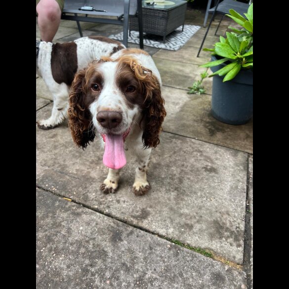 Sprocker Spaniel - Both