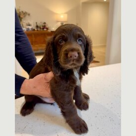 Sprocker Spaniel - Dogs