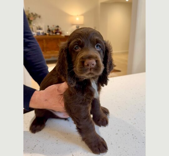 Sprocker Spaniel