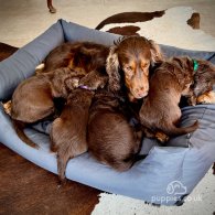 Sprocker Spaniel - Dogs