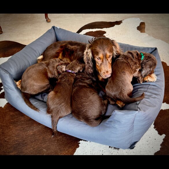 Sprocker Spaniel - Dogs