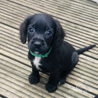 Sprocker Spaniel - Both