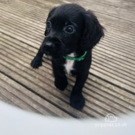 Sprocker Spaniel - Both