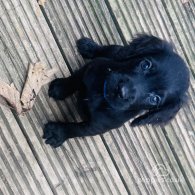 Sprocker Spaniel - Both