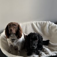 Sprocker Spaniel - Bitches