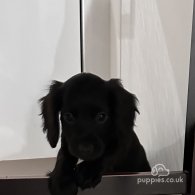 Sprocker Spaniel - Both