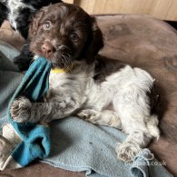 Sprocker Spaniel - Both