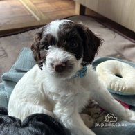 Sprocker Spaniel - Both