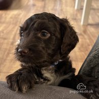 Sprocker Spaniel - Both