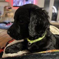 Sprocker Spaniel - Both