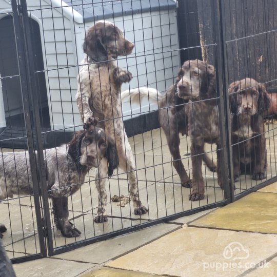 Sprocker Spaniel - Dogs