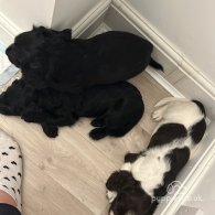 Sprocker Spaniel - Both