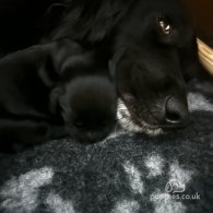 Sprocker Spaniel - Both