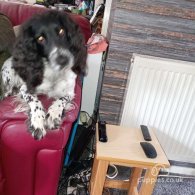 Sprocker Spaniel - Both