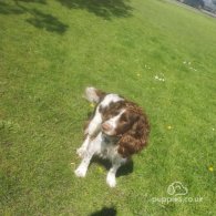 Sprocker Spaniel - Both