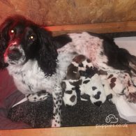 Sprocker Spaniel - Both