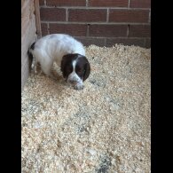 Sprocker Spaniel - Both