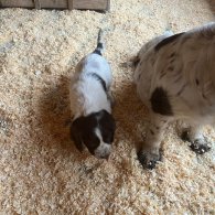 Sprocker Spaniel - Both