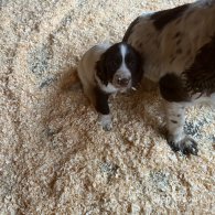 Sprocker Spaniel - Both