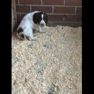 Sprocker Spaniel - Both