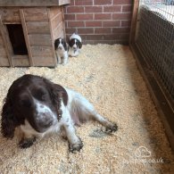 Sprocker Spaniel - Both