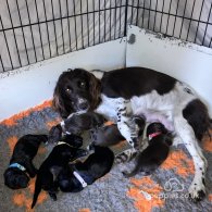 Sprocker Spaniel - Both