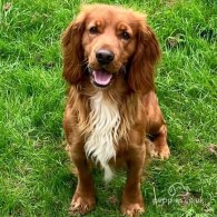 Sprocker Spaniel - Both