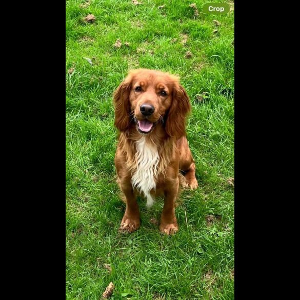 Sprocker Spaniel - Both