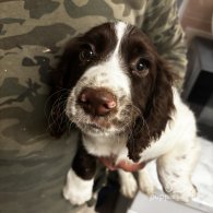 Sprocker Spaniel - Both