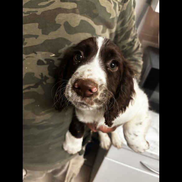 Sprocker Spaniel - Both