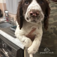 Sprocker Spaniel - Both