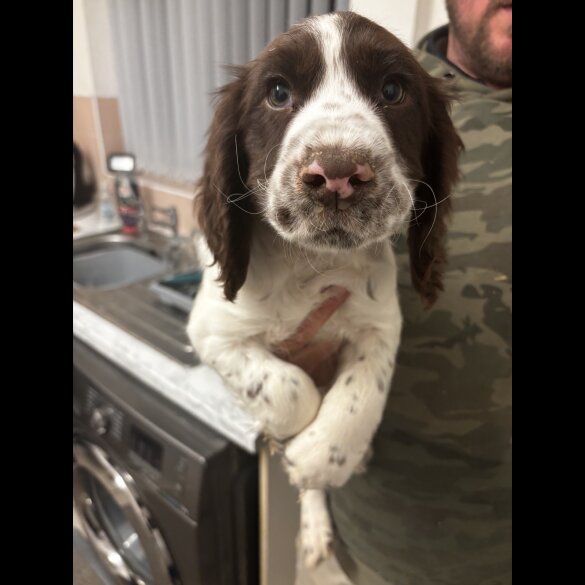 Sprocker Spaniel - Both