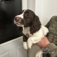 Sprocker Spaniel - Both