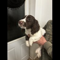 Sprocker Spaniel - Both