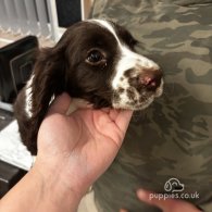 Sprocker Spaniel - Both