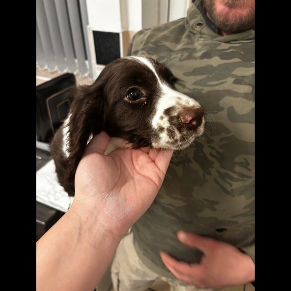 Sprocker Spaniel - Both