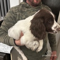 Sprocker Spaniel - Both