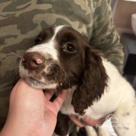 Sprocker Spaniel - Both