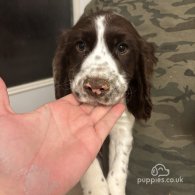 Sprocker Spaniel - Both