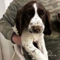 Sprocker Spaniel - Both