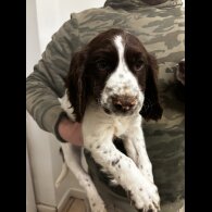 Sprocker Spaniel - Both