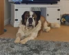 St Bernard