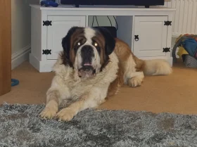 St Bernard