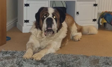 St Bernard