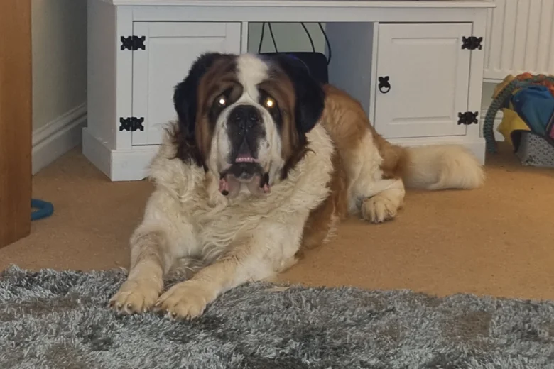 St Bernard