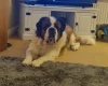 St Bernard